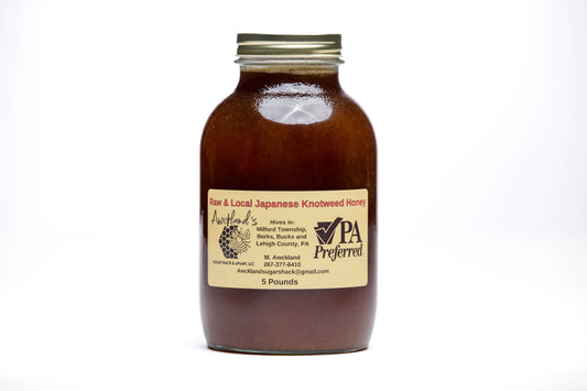 5lb Glass Jar of Japanese Knotweed